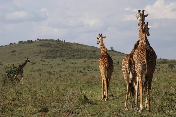 Herbivore Giraffes Savannah Animals — Stock Photo, Image