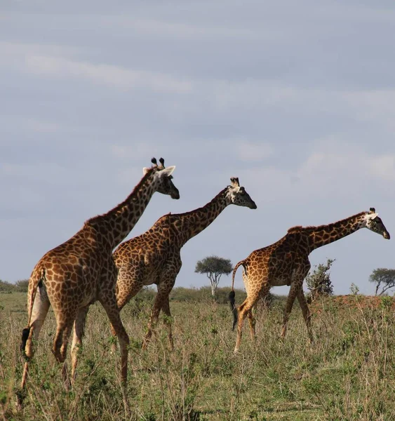 Herbívoro Jirafas Animales Sabana — Foto de Stock