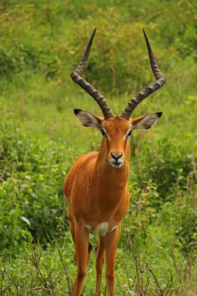 Αρσενικό Impalabock Αφρική Kenya — Φωτογραφία Αρχείου