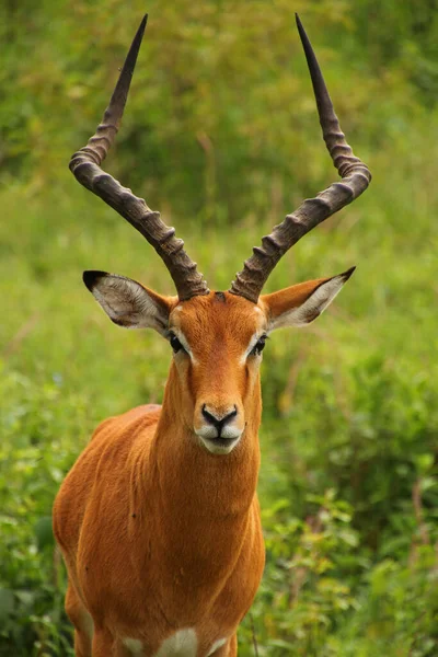 Pes Impalabock Africký Keňská — Stock fotografie