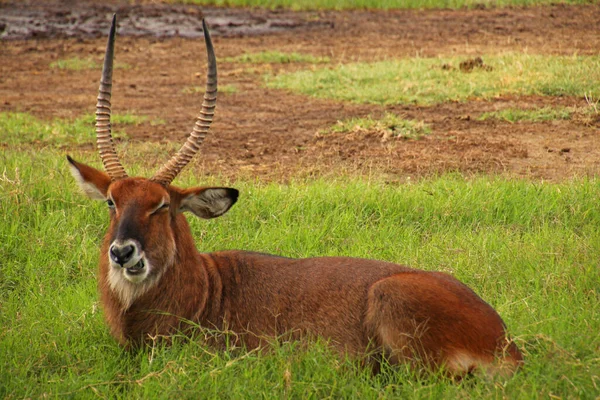 Mannelijke Impalabock Afrika Kenya — Stockfoto