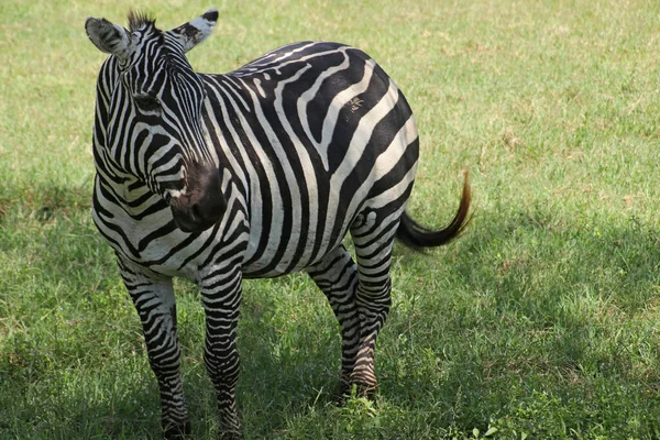 Svart Och Vit Zebra Djur Däggdjur — Stockfoto