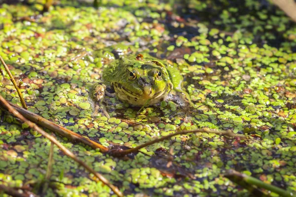 Thick Pond Frog Pelophylax Esculentus Water Lenses One Eye Detail — Stock Photo, Image