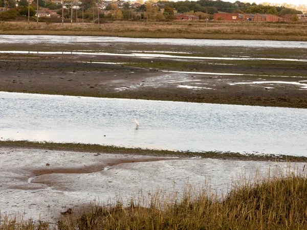 Single Egret Drinking Fishing Small Stream Mud Estuary — Stock Photo, Image