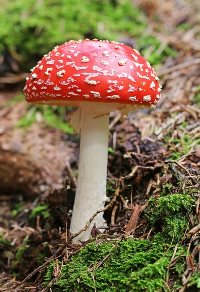 Κόκκινο Toadstool Ανήκει Στην Ομάδα Των Δηλητηριωδών Μυκήτων — Φωτογραφία Αρχείου