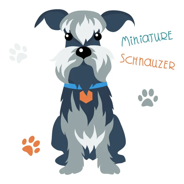 Διάνυσμα Αστεία Σκυλί Miniature Schnauzer Φυλή Συνεδρίαση — Φωτογραφία Αρχείου