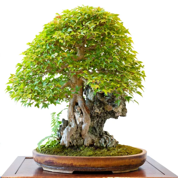 Bonsai Növekvő Növény — Stock Fotó