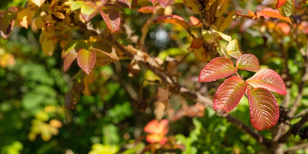 Rosa Com Folhas Vermelhas Coloração Outono Como Close — Fotografia de Stock