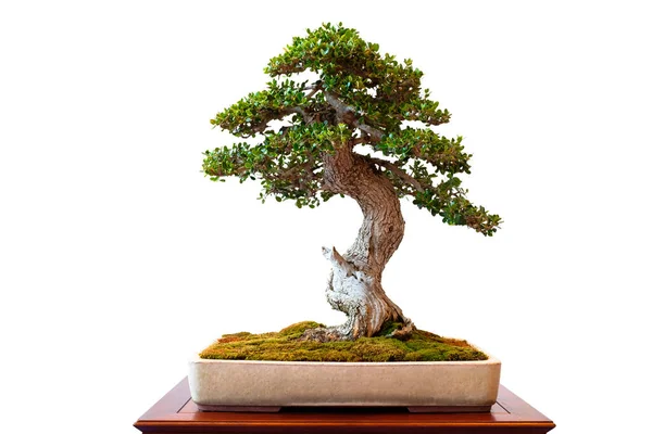 Δέντρο Bonsai Καλλιεργούμενο Φυτό — Φωτογραφία Αρχείου