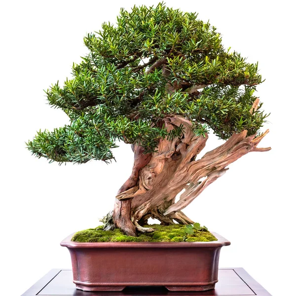 Drzewo Bonsai Roślina Uprawna — Zdjęcie stockowe