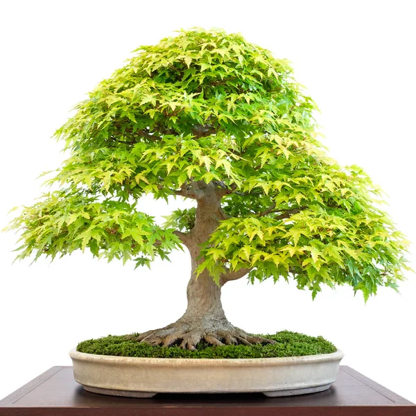 Bonsai Tree Growing Plant — Stock Photo, Image