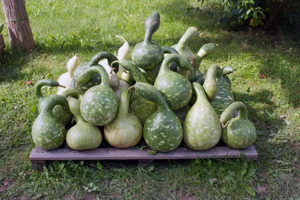 Organic Pumpkins Squash Vegetables Plant Food — Stock Photo, Image