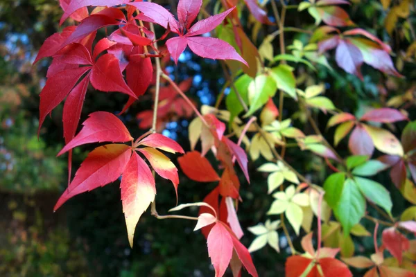 Prachtig Kleurrijk Herfstblad — Stockfoto