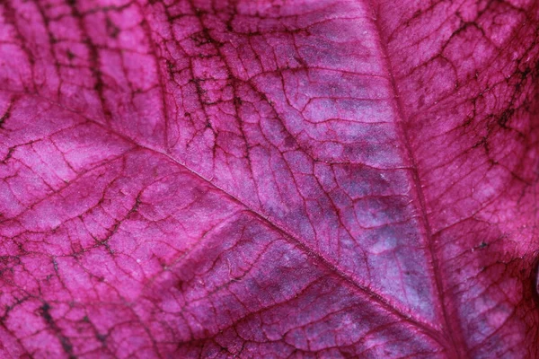 콜레우스는 정원에 색채를 나뭇잎 식물이다 — 스톡 사진