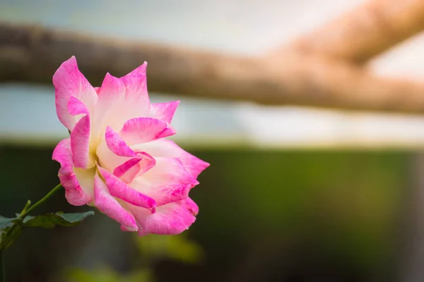 Rosas Jardín Rosas Son Hermosas Con Hermoso Día Soleado — Foto de Stock