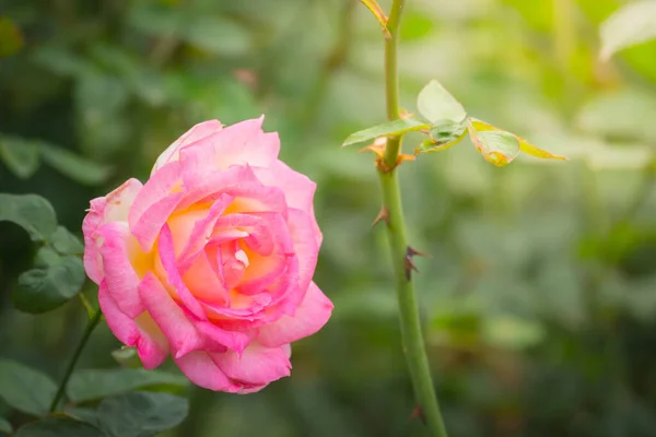 ดอกก หลาบในสวน ดอกก หลาบสวยงามในว แดดสดใส — ภาพถ่ายสต็อก