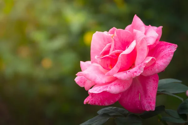 Rosas Jardín Rosas Son Hermosas Con Hermoso Día Soleado — Foto de Stock