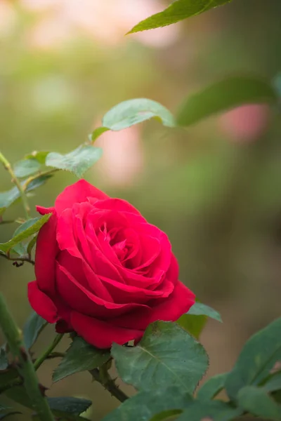 Roses Garden Roses Beautiful Beautiful Sunny Day — Stock Photo, Image