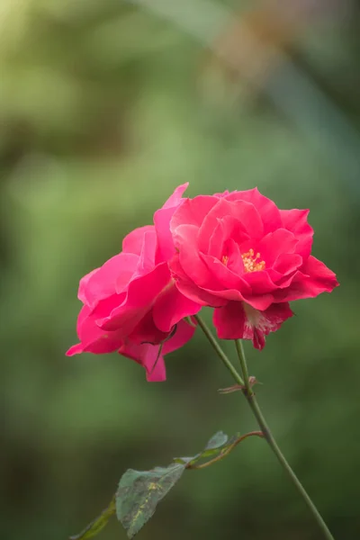 Rosas Jardín Rosas Son Hermosas Con Hermoso Día Soleado — Foto de Stock