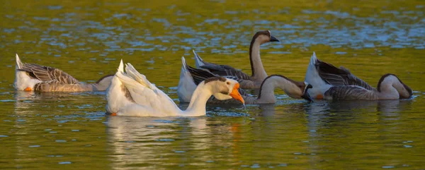 Greylag Geese Lake — 图库照片