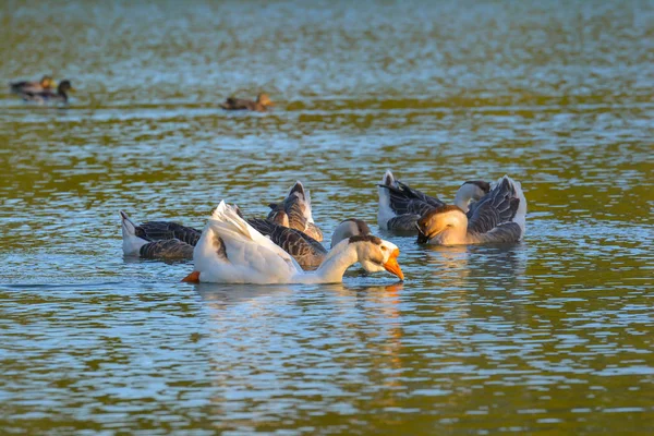 Greylag Geese Lake — 图库照片