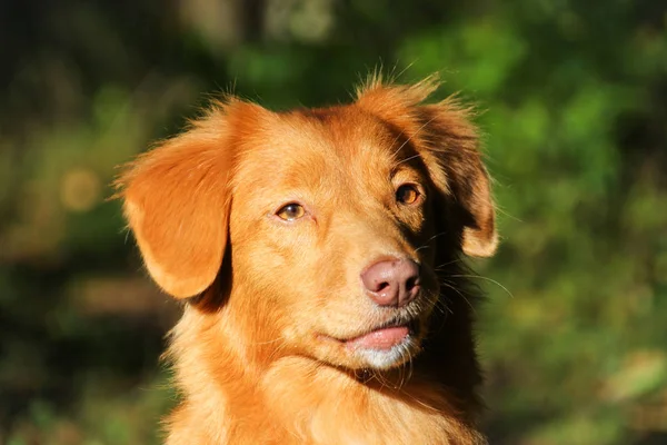 Zbliżenie Nova Scotia Kaczka Tolling Retriever Pies Czystej Krwi Słoneczne — Zdjęcie stockowe
