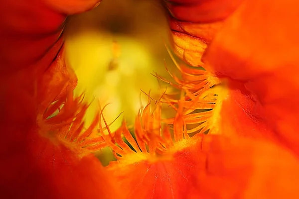Nasturzio Può Essere Una Pianta Fiore Annuale Perenne Otto Stami — Foto Stock