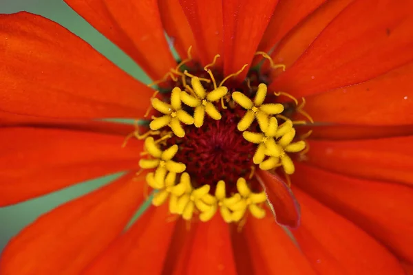 Zinnia Est Annuel Avec Des Étamines Fleurs Forme Étoile Fleurit — Photo