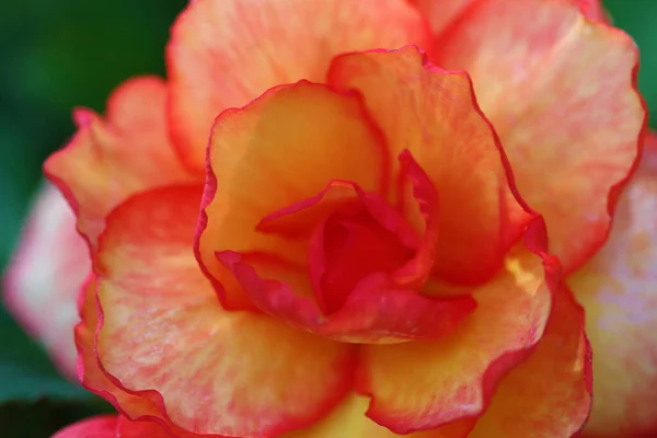 Den Begonia Flerårig Blomma Som Kan Odlas Inomhus Eller Utomhus — Stockfoto