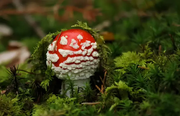 在森林中种植蘑菇 自然背景 — 图库照片