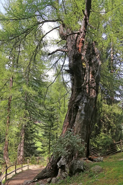 Panorama Över Södra Tyrolen — Stockfoto