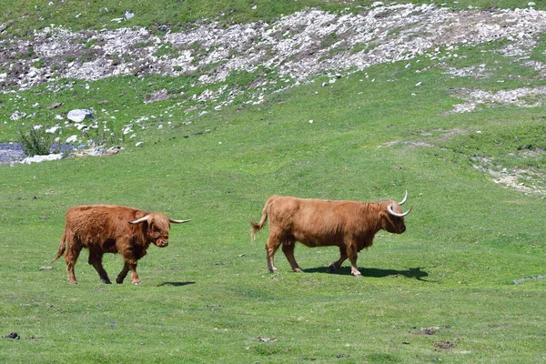 Vacas Pasto Montaña —  Fotos de Stock