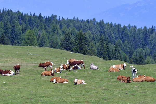 Dağlarda Otlayan Inekler — Stok fotoğraf