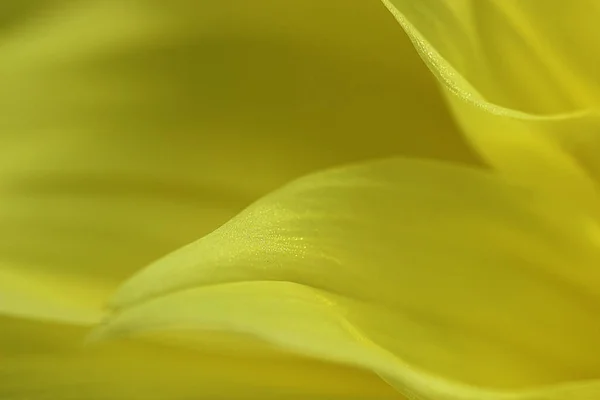 Pétalos Flor Amarilla Que Pueden Utilizar Como Fondo Textura —  Fotos de Stock