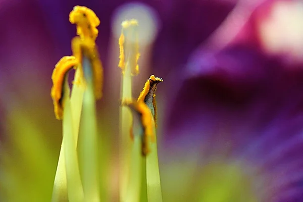 Lily Çok Yıllık Bir Çiçek Çiçekaçan Çiçeğin Kalbinde Birkaç Renkli — Stok fotoğraf