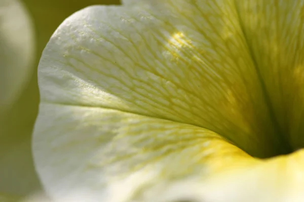 Petunias Annual Flower Likes Full Sun Grow Well Come Variety — Stock Photo, Image