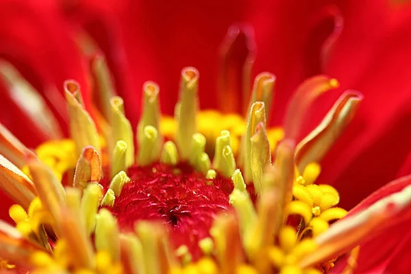 Zinnia Annual Star Shaped Flower Stamens Blooms Summer Autumn — Stock Photo, Image