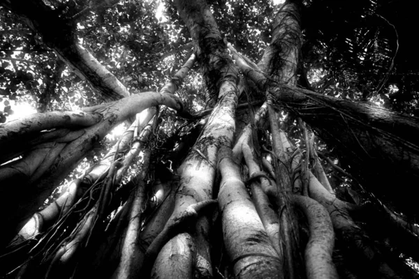 Wysokie Drzewo Wieloma Powietrznymi Korzeniami Czerni Bieli — Zdjęcie stockowe