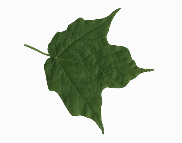 Maple Isolated Leaf Foliage — Stock Photo, Image