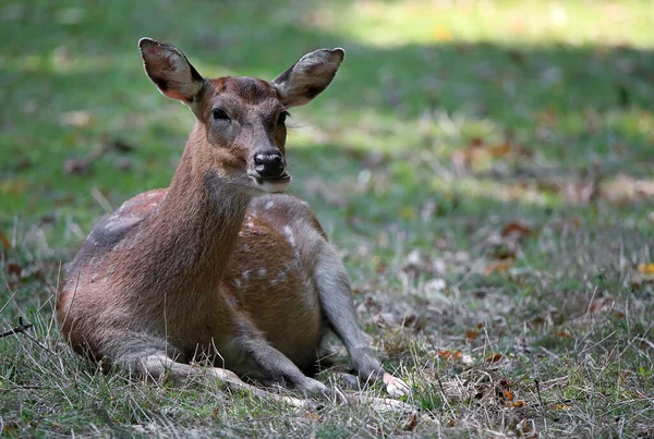 Resting Vietnam Sika Deer Cervus Nippon Pseudaxis — Foto de Stock