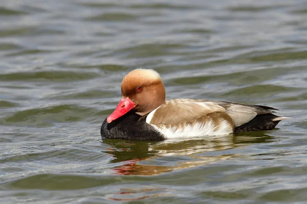 Vacker Utsikt Över Söt Gräsänder Vid Naturen — Stockfoto