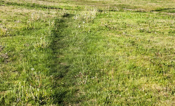 Caminho Pisoteado Relva Verde Que Cresce Campo Foto Close Primavera — Fotografia de Stock