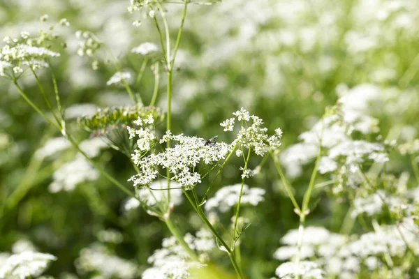 Floreciendo Campo Flores Blanco Fotografiado Cerca Verano Pequeña Profundidad Campo —  Fotos de Stock