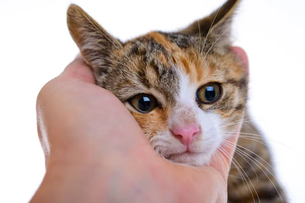 Gato Niño Una Mano Frente Blanco Fondo —  Fotos de Stock