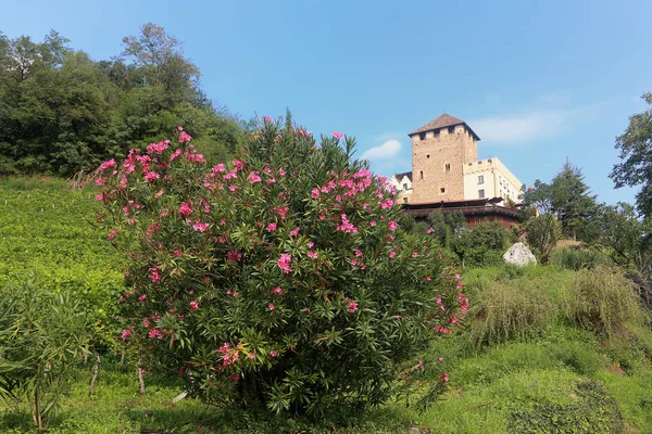 Oleander Floreciente Delante Corteza Schloss Cerca Eppan Tirol Del Sur — Foto de Stock