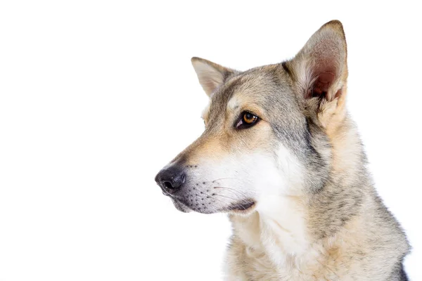 Wolfhound Frente Fondo Blanco —  Fotos de Stock