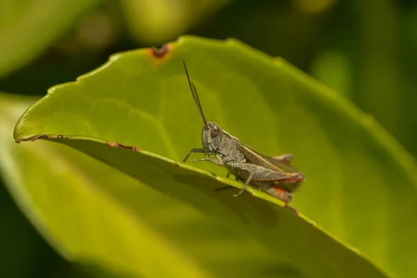 Sprinkhaneninsect Ongewervelde Wants — Stockfoto