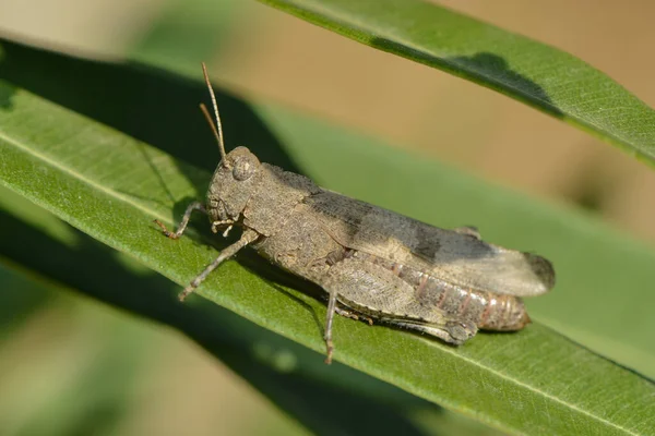 Gräshoppor Insekter Ryggradslösa Insekter — Stockfoto