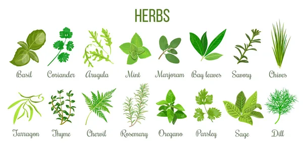 Big Icon Set Popular Culinary Herbs Realistic Style Basil Coriander — Stock Photo, Image