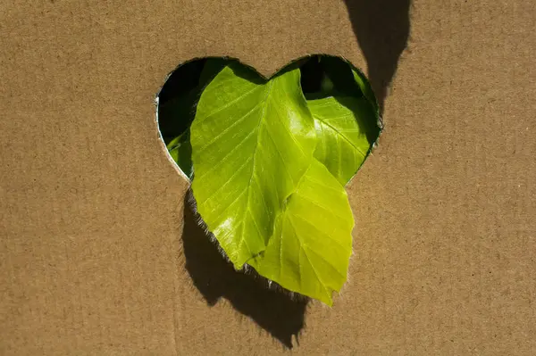 Feuilles Vues Travers Forme Cœur Découpées Carton — Photo